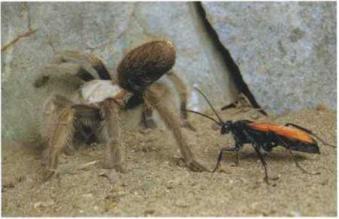 Для большинства насекомых паук тарантул является смертельным врагом Но эта - фото 50