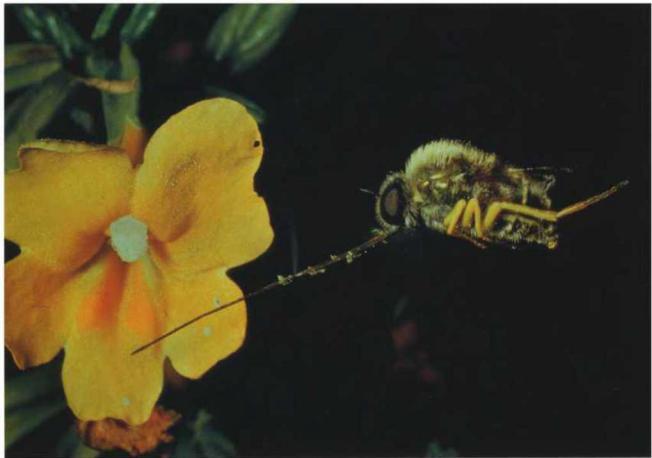 Этот жуксветляк грозный хищник с острыми челюстями и большими мохнатыми - фото 54