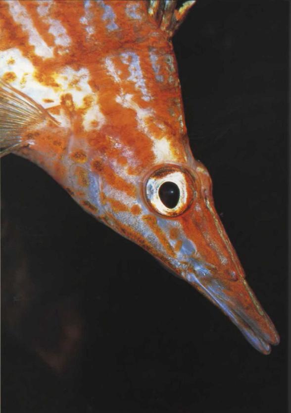 Эта длинноносая рыба из семейства кудреперовых пользуется своим продолговатым - фото 57
