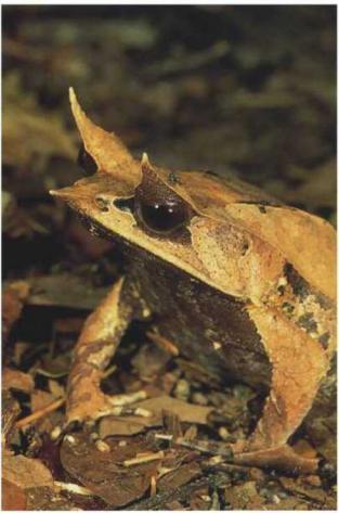 Азиатская рогатая лягушка или рогатка названа так за острые наросты над - фото 58