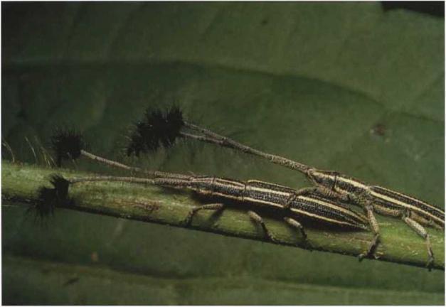 Эти странные существа жукидровосеки усачи сфотографированные в провинции - фото 64