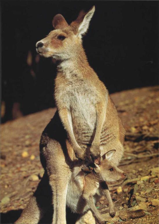 Почти в течение года после рождения мать серого кенгуру носит своего детеныша в - фото 100