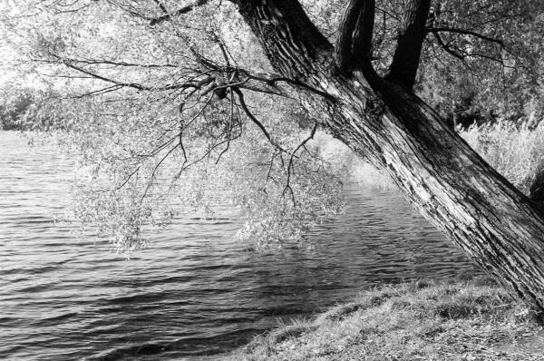 Екатерининский парк Большой пруд В стихах обращённых к ЛИ Микулич - фото 26
