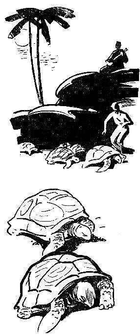 Черепахи тихо рассмеялась Галя Ну как я не догадалась сразу Ведь - фото 4