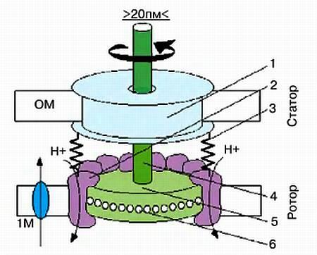 Упрощенная схема молекулярного микромотора Цифрами обозначено на статоре - фото 16
