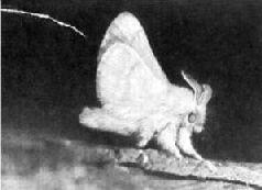 Многие ночные бабочки густошерстистые Это и теплоизоляция и защита от эхолотов - фото 6