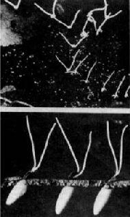 Яйца водяного скорпиона ранатра пронзающие лист водяной лилии Обратите - фото 9