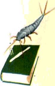 Многие специалисты описанные выше четыре отряда древних насекомых рассматривают - фото 31