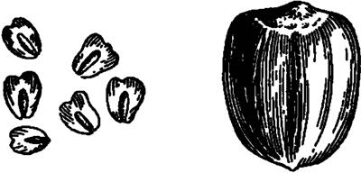 Рис 3 Семена секвойи в натуральную величину слева средней велечины лесной - фото 6