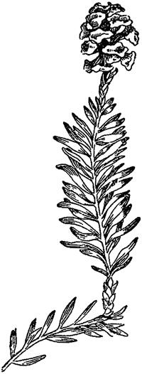 Рис 7 Веточка секвойи вечноживущей Sequoia sempervirens Около 12 - фото 10