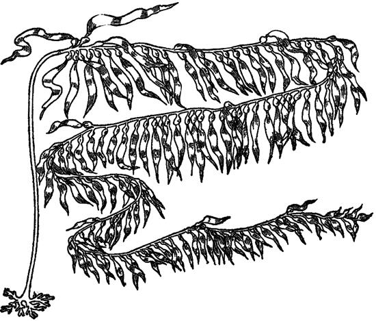 Рис 13 Водоросль Macrocystis pyrifera Представьте себе такую водоросль - фото 16