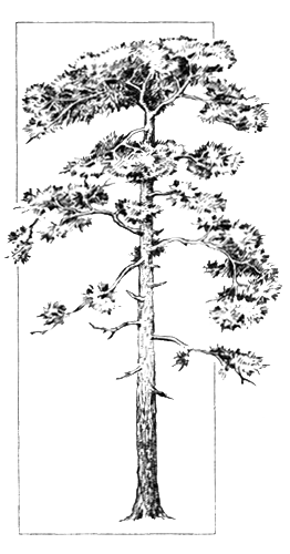 Глядя на сосну особенно на молодое деревце можно без труда определить ее - фото 9