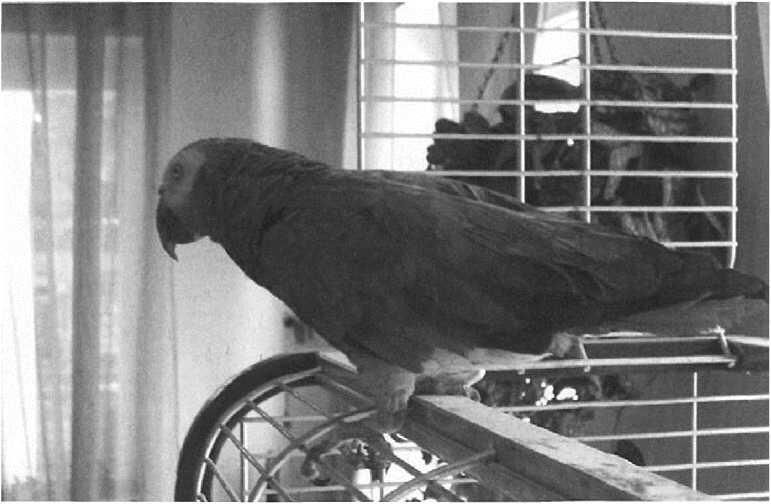 Стас попугайжако умная птичка с красивым голосом Ему так и не удалось - фото 27