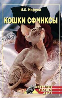 Л. Чиликина - Экзотическая короткошерстная кошка