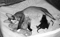 Котята питающиеся молоком матери до 2 месяцев защищены от инфекционных - фото 13