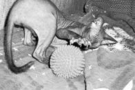 Сфинксы очень любят играть с резиновым мячиком Почистить зубы кошке хорошо - фото 17