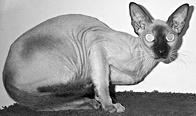 Сфинксы относятся к породам кошек которые крайне редко проявляют агрессию - фото 20