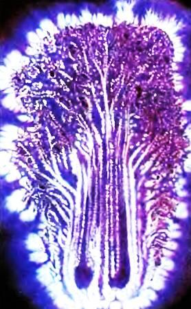 Так проявляет себя сверхслабое свечение живой ткани в ультрафиолетовых лучах - фото 14