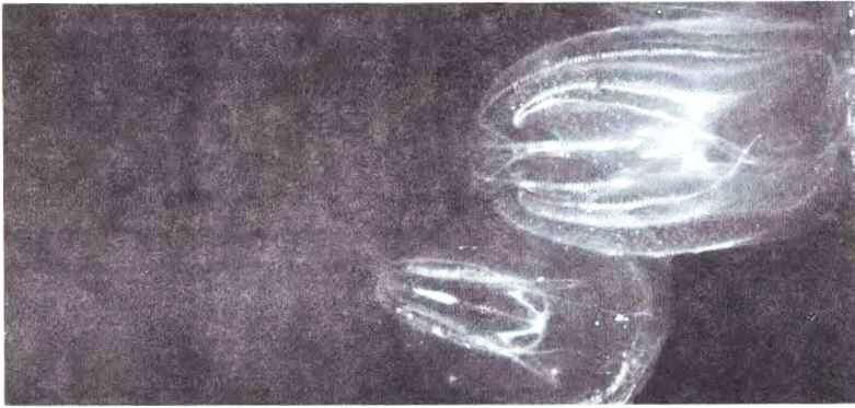 Гребневиков Mnemiopsis leidyi легко принять в воде за медуз они столь же - фото 8