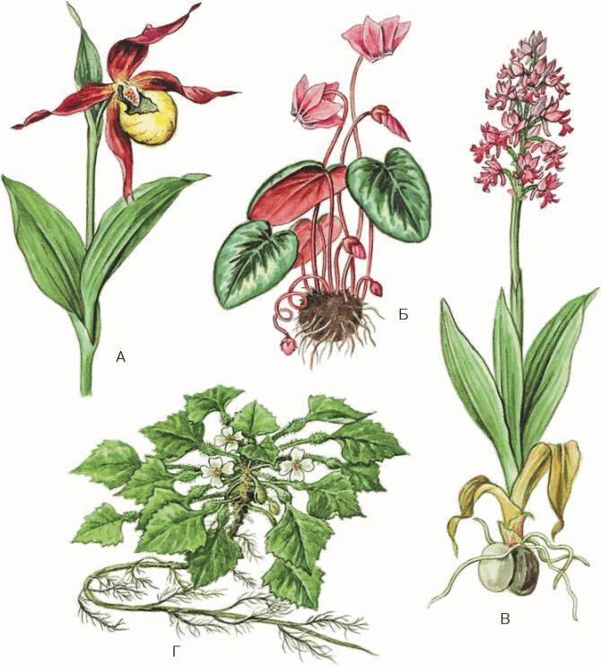 Рис 96 Редкие виды растений А венерин башмачок Б цикламен колхидский В - фото 99