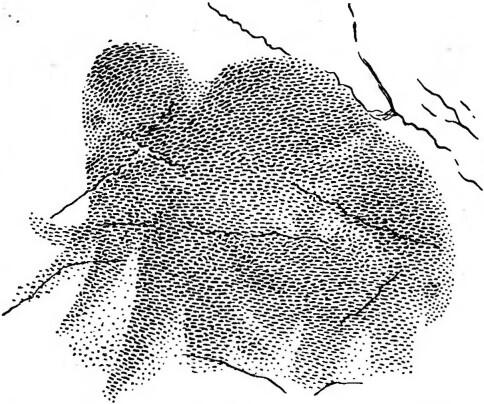 Рис 3 Мамонт Палеолитический рисунок Охра Пещера ШульганТаш на Ю Урале - фото 4