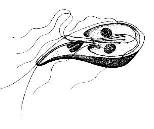 Подцарство Одноклеточные или Простейшие Protozoa Общая характеристика - фото 1