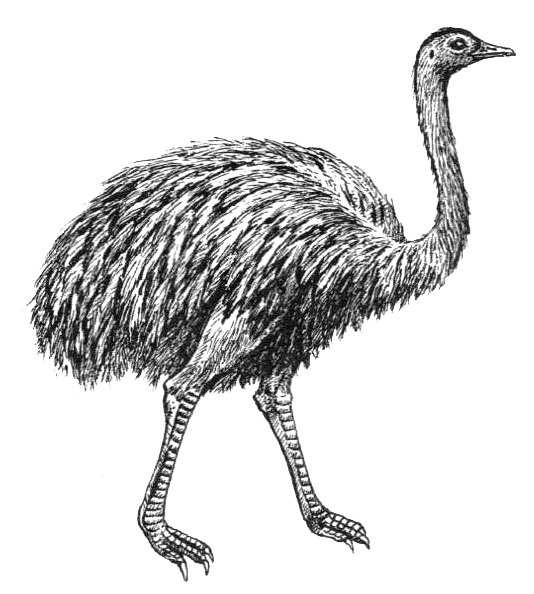 Нанду обитает в Южной Америке Он меньше африканского страуса его рост 170 см - фото 5
