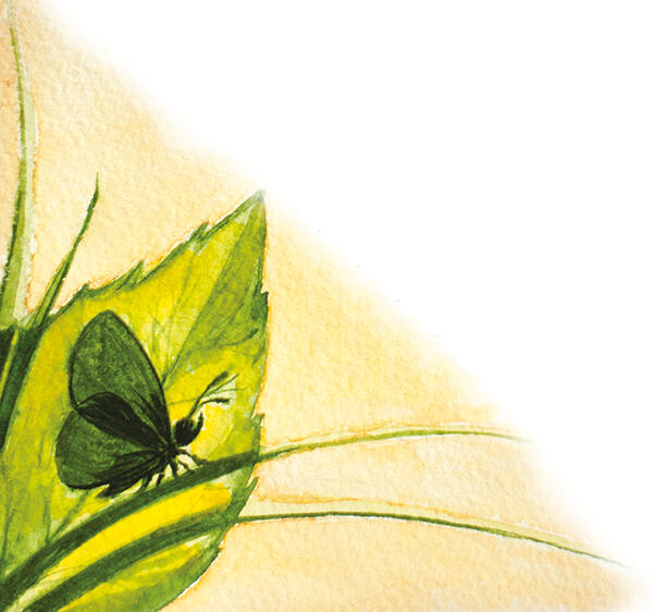 Бабочка раскрыла Книжечкой цветной Радужные крылья С нежною пыльцой - фото 10