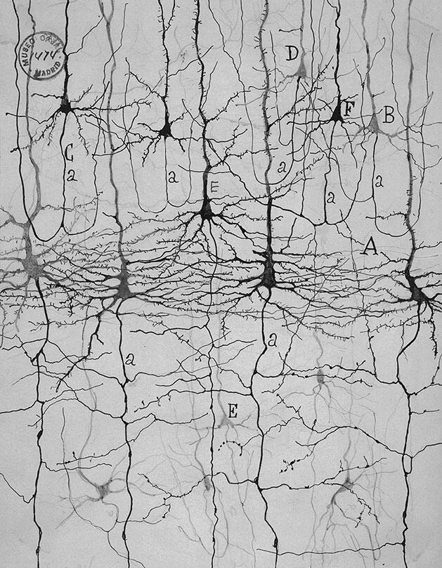 Рис 1Джунгли сознания нейроны коры головного мозга окрашенные по методу - фото 1