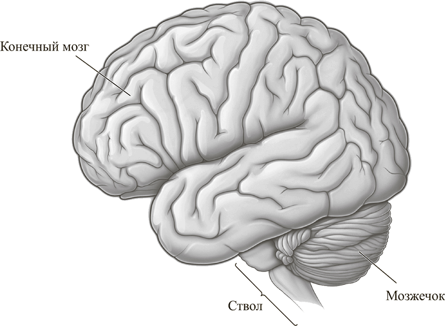 Рис 7Три части мозга конечный мозг мозжечок ствол мозга Ствол - фото 7