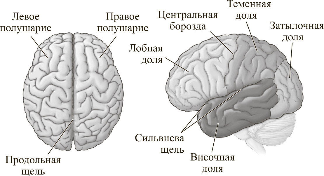 Рис 8Конечный мозг делится на полушария слева а каждое полушарие делится - фото 8