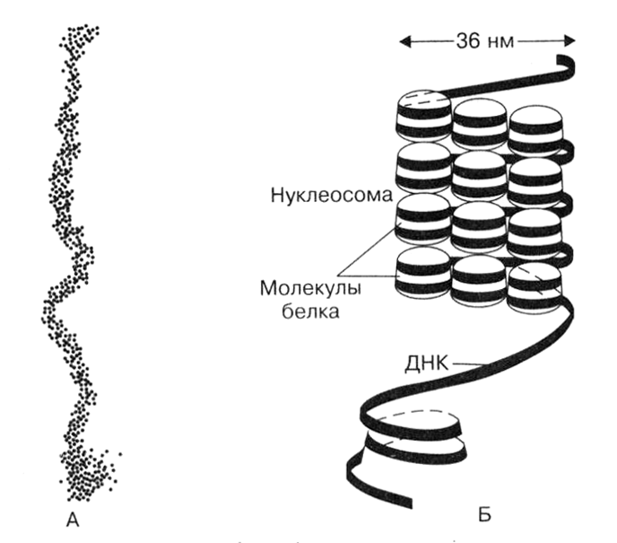 Большинство хромосом в интерфазе растянуты в виде нитей и содержат большое - фото 2