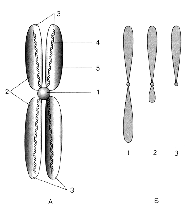 Рис 3 Строение хромосомы А схема строения хромосомы 1 центромера 2 - фото 3