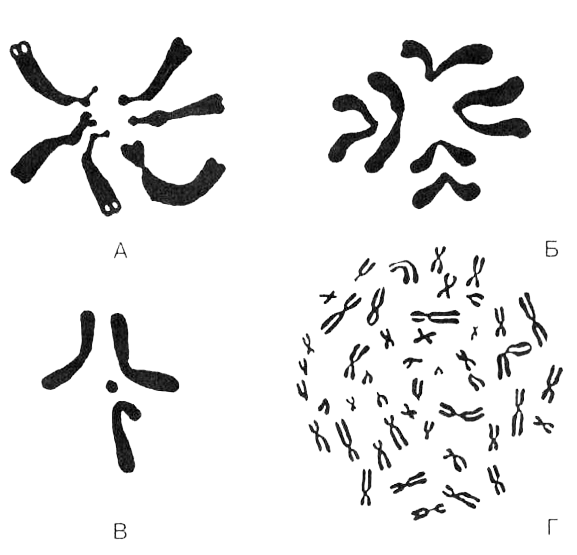 В некоторых клетках или организмах может существовать одинарный набор хромосом - фото 4