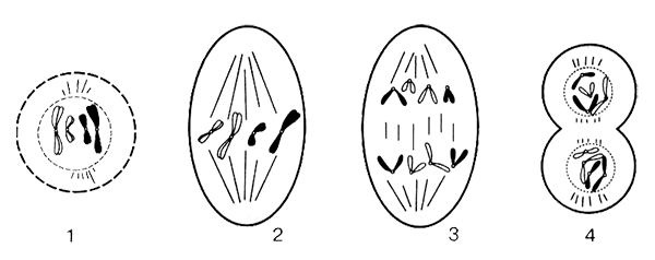 Рис 6 Схема митотического веретена деления в метафазе 1 хромосома 2 - фото 5