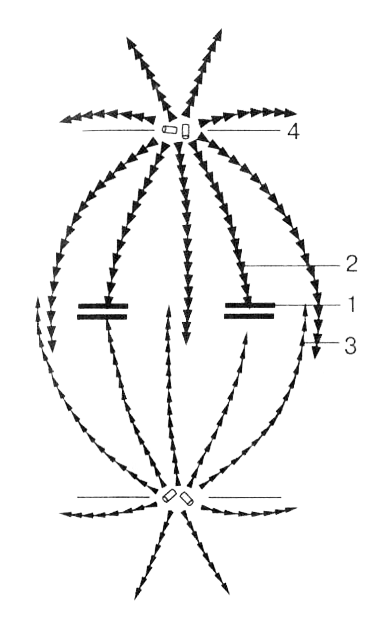 Метафаза Во вторую стадию митоза нити веретена деления соединяются с - фото 6