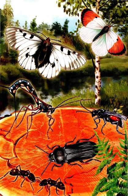 Богат и разнообразен мир насекомых Закованные в латы Главное изобретение - фото 6