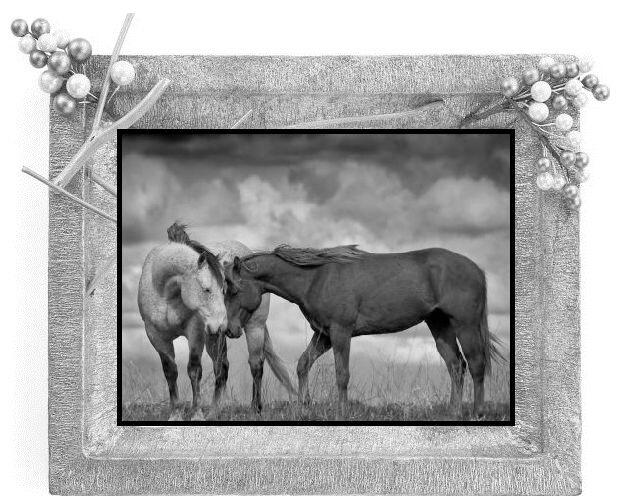 Буран родился в свободной степи свободным конём Его спина никогда не - фото 3