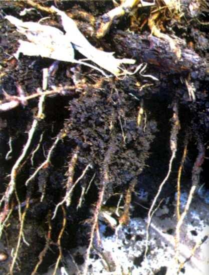 Фото 11 Пахари гвардейцы корни растений и почвенная живность Во время - фото 14
