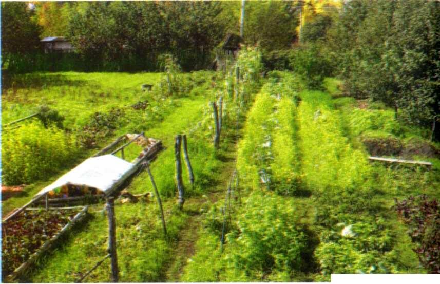 Фото 3 Мой огород глубокой осенью клёны на дальнем плане уже позолочены - фото 3