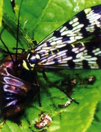 Фото 48 Мухаскорпионница расправляется с личинкой колорадского жука Фото - фото 58