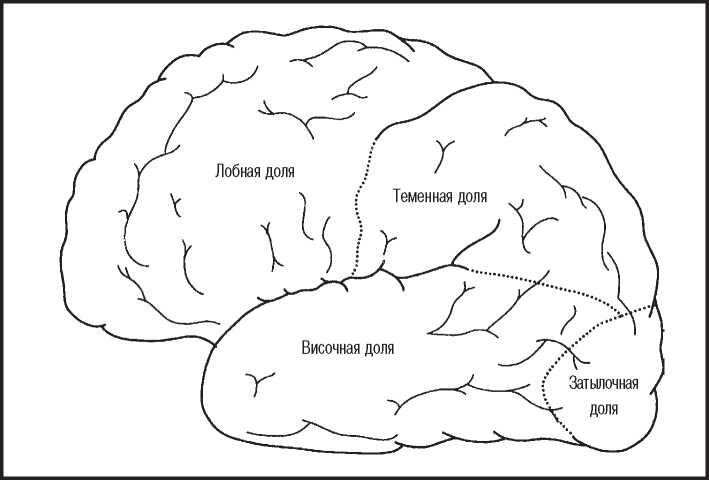 Рис 11 Внешний вид левой части мозга Признанным достижением так называемой - фото 1