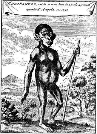 Шимпанзе С гравюры XVIII века Рассказывают что Карлу Линнею одержимому - фото 11