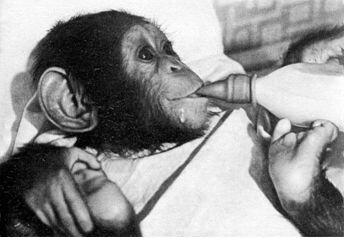 Пожалуй самое выразительное на лице шимпанзе губы Длинные подвижные - фото 102