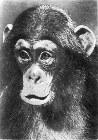 Пожалуй самое выразительное на лице шимпанзе губы Длинные подвижные - фото 103