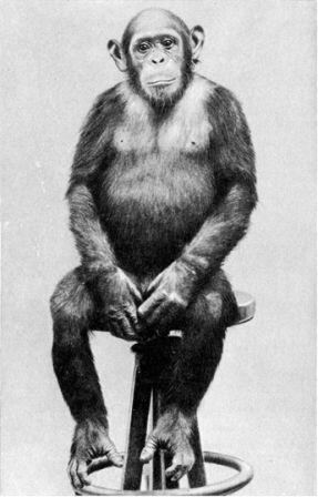 Пора детства резвой юности проходит быстро Взрослого шимпанзе в дикой жизни - фото 104