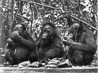 Орангутаны Число этих обезьян на Земле не превышает 5 тысяч По последним - фото 105