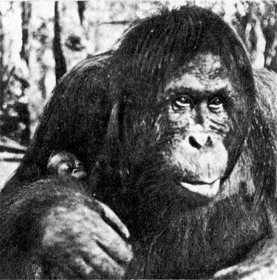 Орангутаны Число этих обезьян на Земле не превышает 5 тысяч По последним - фото 106