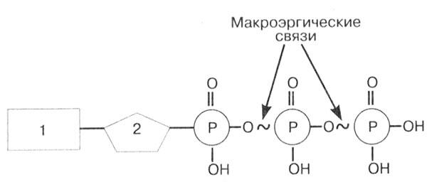 Рис 2 Строение молекулы АТФ 1 аденин 2 рибоза Типы обмена веществ - фото 2