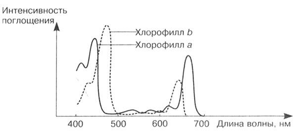 Рис 9 Спектры поглощения и интенсивность фотосинтеза у разных видов - фото 17